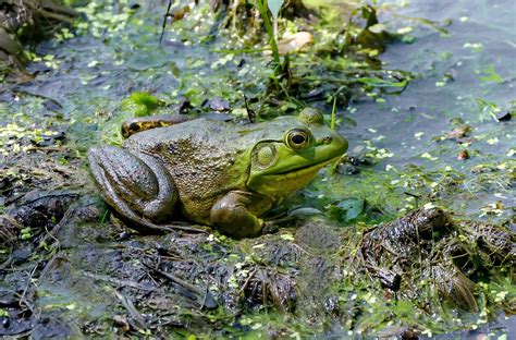 American Bullfrog Lithobates Catesbeianus He American Bu Flickr