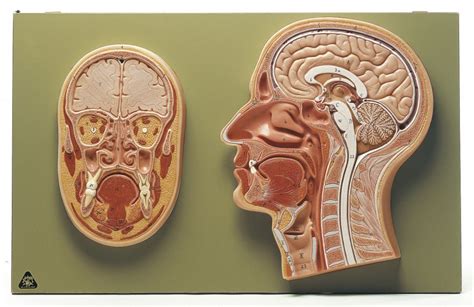 Corte mediano y frontal de la cabeza BS Modelos de anatomía SOMSO
