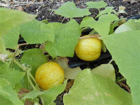 Lemon Cucumbers Vegetable Plants And Fruits Pinterest