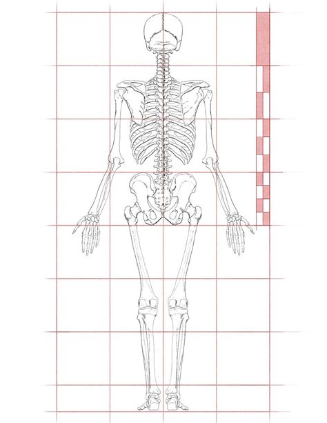 John Hartman Illustration Artistic Anatomy Dr Paul Richer Skeletal