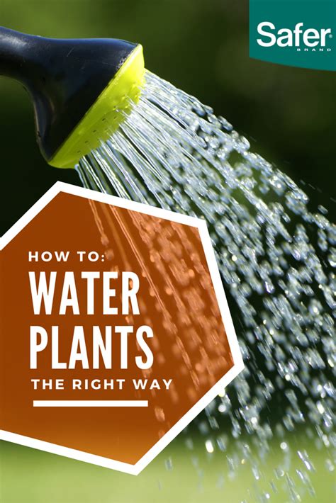 How To Water Plants Water Plants Organic Gardening Tips Plants