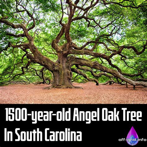 Year Old Angel Oak Tree In South Carolina Off Grid