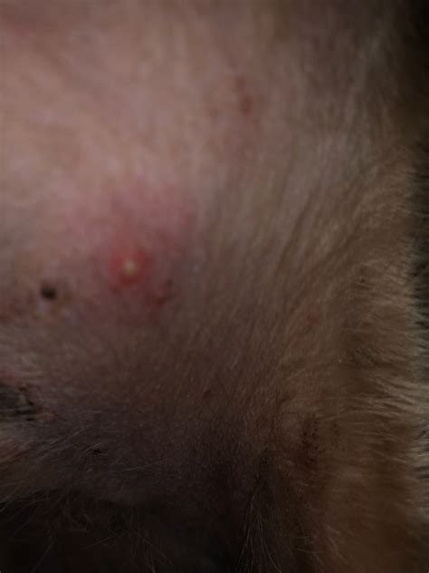 My Dog Has Pimple Like Bumps On His Stomach Just Noticed And Nibbles