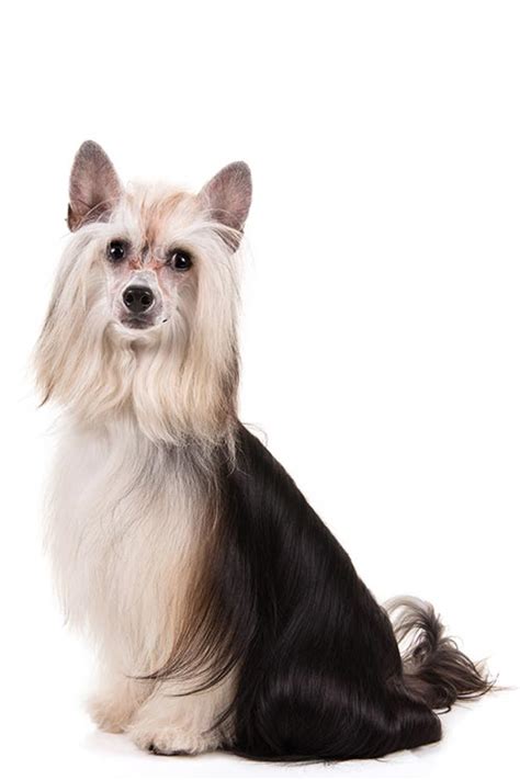 Chinese Crested Dog Breed Information