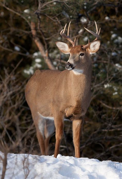 White Tailed Deer Buck In The Winter Snow Whitetail Deer Whitetail