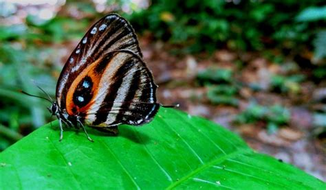 The Butterflies Of The Amazon Rainforest In Ecuador Shiripuno Amazon