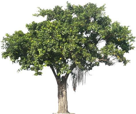 Download High Quality Tree Transparent Jungle Transparent Png Images