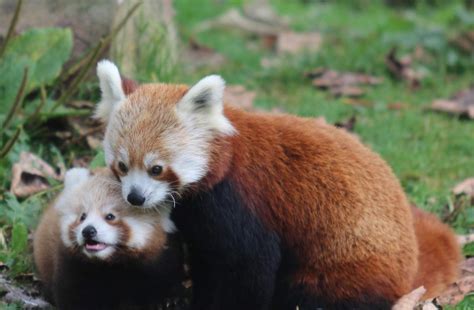 Belfast Zoos First Baby Red Panda In 18 Years Is Adorable Zooborns