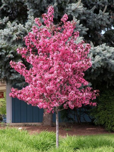 Royal Raindrops® Crabapple Ornamental Trees Flowering Trees Small