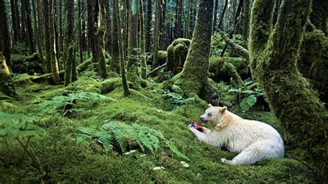 Great Bear Rainforest Struggling With Tourism Transportation Cbc News
