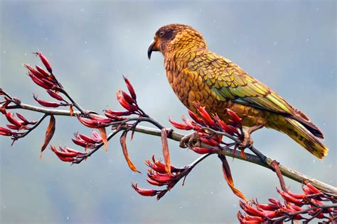 Birds New Zealand