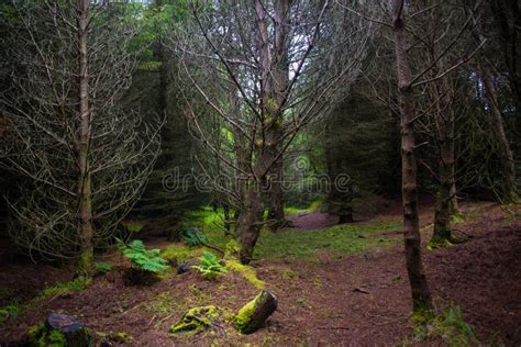 Magical Forest At Faroe Islands Stock Photo Image Of Evergreen Focus