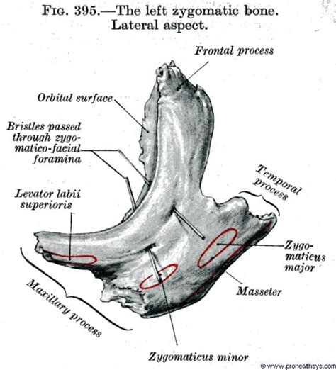 Zygomatic Anatomy