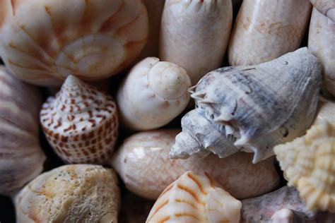 She Sells Seashells By The Seashore Photograph By Sheryl Chapman Photography Fine Art America