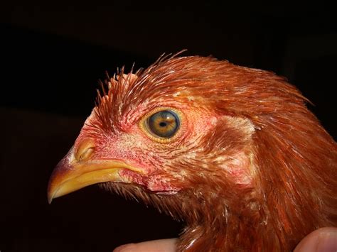 Mareks Disease Fact Site Backyard Chickens Learn How To Raise Chickens