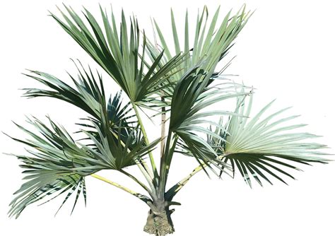 Palm Tree Top View Png