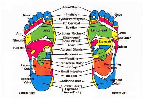 What The Foot Is Reflexology Rub Massage