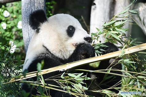 Giant Panda Yang Yang Seen At Schonbrunn Zoo In Vienna Xinhua