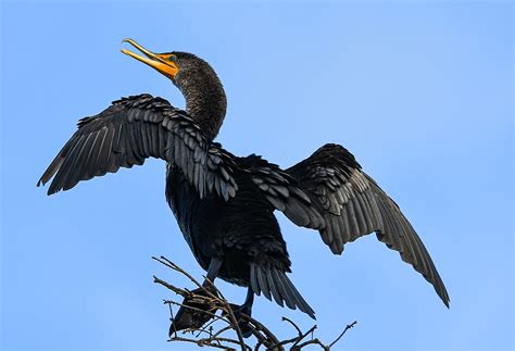 Bird Of The Week Double Crested Cormorant Your Observer