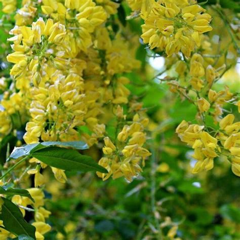 Laburnum Trees Looking Colourful Stopping To See The Beauty Around Me