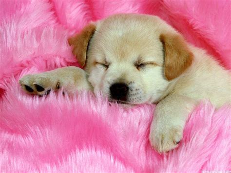 Cute Dogs Wallpapers Wallpaper Cave