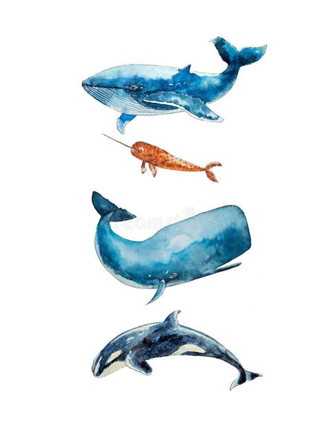 Watercolor Drawing Of Four Whales Isolated On The White Background
