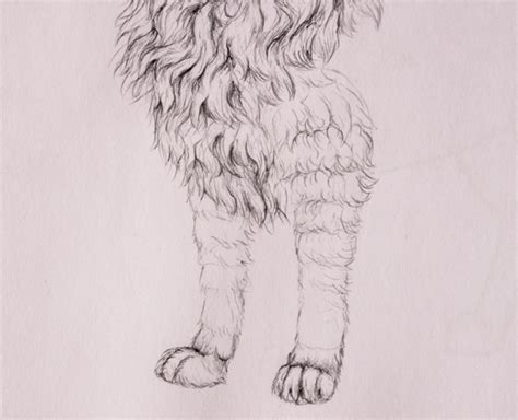 How To Draw Animals Quickly Render Fur