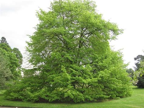 Small Leaved Lime Tilia Cordata Small Leaved Linden In 2022