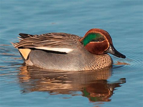 Eurasian Teal Also Common Teal Anas Crecca By Jimmyedmonds Teal