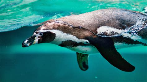 Penguin In Aquarium 4k Wallpapers Hd Wallpapers Id 24939