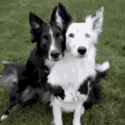 Dog Hug  Dog Hug Hugging Discover And Share S