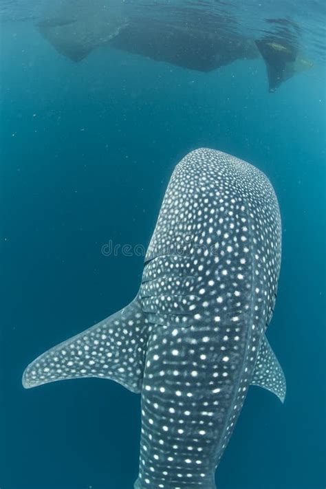 Whale Shark Close Up Underwater Portrait Stock Photo Image Of Killer