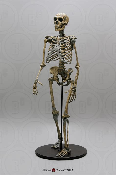Neanderthal Skeleton Articulated Bone Clones Inc Osteological