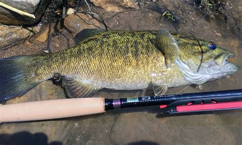 Fixed Line Fly Fishing For Smallmouth Bass A Marvelous Fish For The