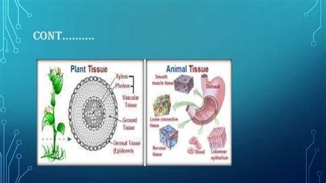 Animal Plant And Animal Tissue Flow Chart