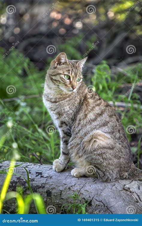 Portrait Of Beauty Wild Cat Stock Image Image Of Grass Feline 169401315