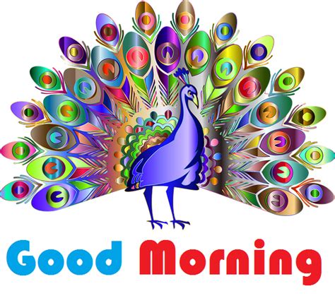 Birds Images With Good Morning Messages Your Hop