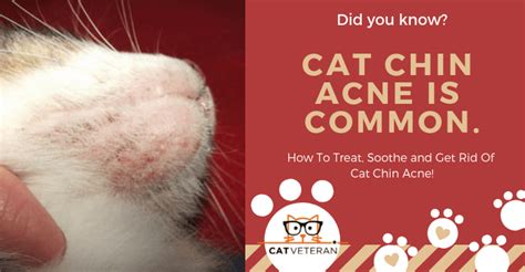 How Do You Get Rid Of Cat Acne Treatments Causes And Symptoms