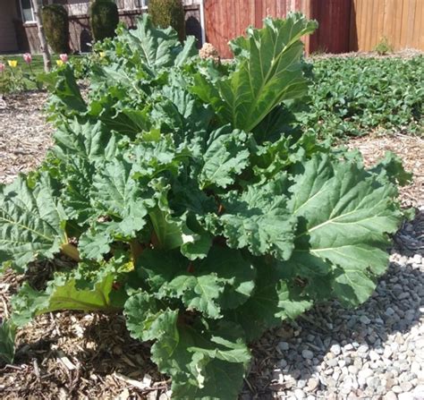 Maybe you would like to learn more about one of these? 10 Edible Plants for Early Spring | Dengarden