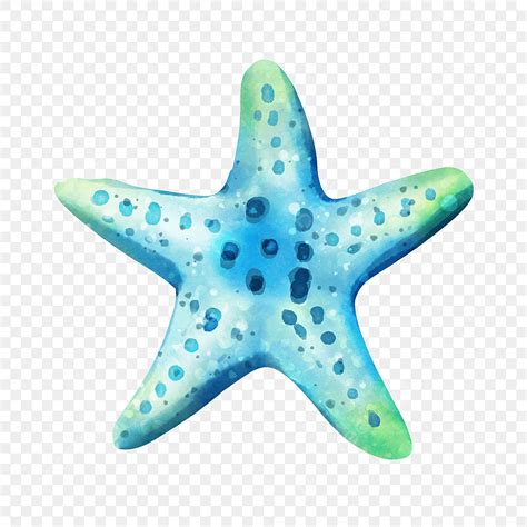 Watercolor Starfish Png Image Starfish Marine Watercolor Echinoderm