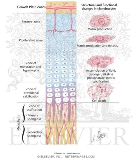 Start studying long bone formation & growth. Structure and Function of the Growth Plate