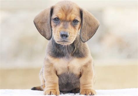 Italian greyhound puppy for sale. Dachshund Puppies For Sale | Chevromist Kennels Puppies ...