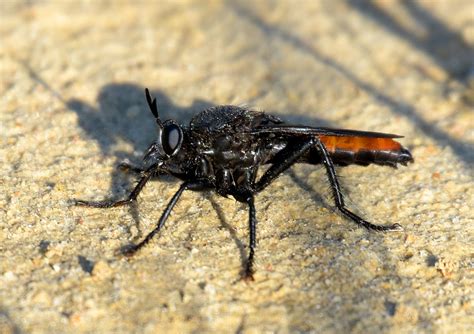 Darth Vader Robber Fly Ospriocerus Aeacus Bent County Flickr