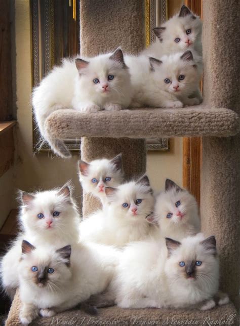 One Of Those Perfect Kitten Shots Kittens Cutest Beautiful Cats