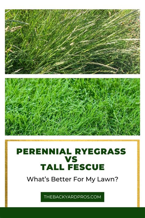 Perennial Ryegrass Vs Tall Fescue Whats Better For My Lawn In Perennial Ryegrass