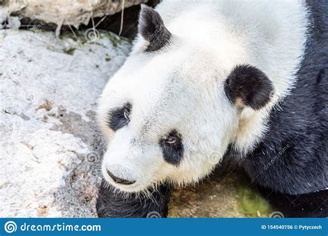 Giant Panda With Sad Eyes Lying On The Ground Stock Photo Image Of