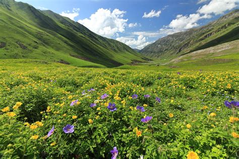 Flower Meadows At Kashmir Valley Beautiful Flower Meadows Flickr
