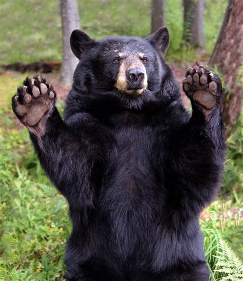 Pin By Johnny Pritchard On Black Bears Real Bear Pictures Black