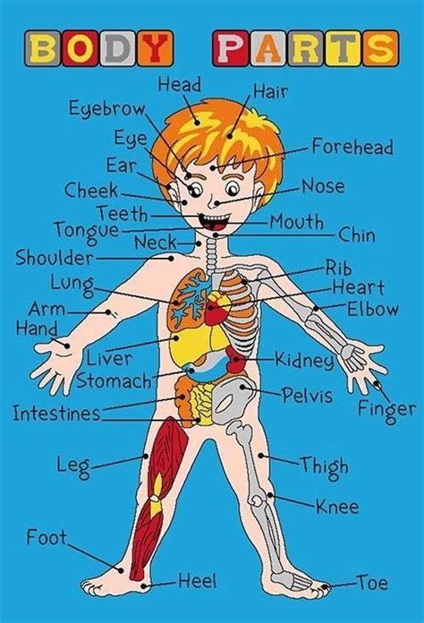 Did you know the human body is made up of over 100 trillion cells, has 206 bones, 320 pairs of muscles and five vital organs? Kids Children Fun Educational Body Parts Anatomy Organs ...