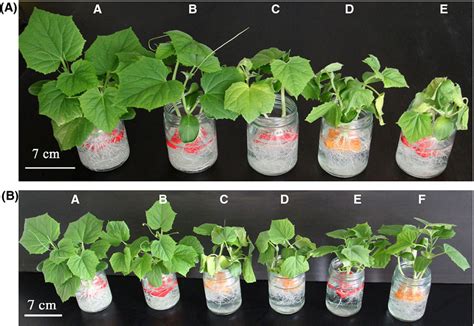 Seeds of vining cucumber varieties such as 'boston pickling' and 'lemon cucumber' are sown either four to five seeds per hill of soil or 2 to 3 feet apart in a straight row. cucumber plant stages - Google Search | Yardscapes ...
